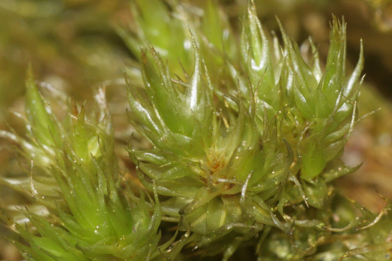 Dicranum spurium Hedw.