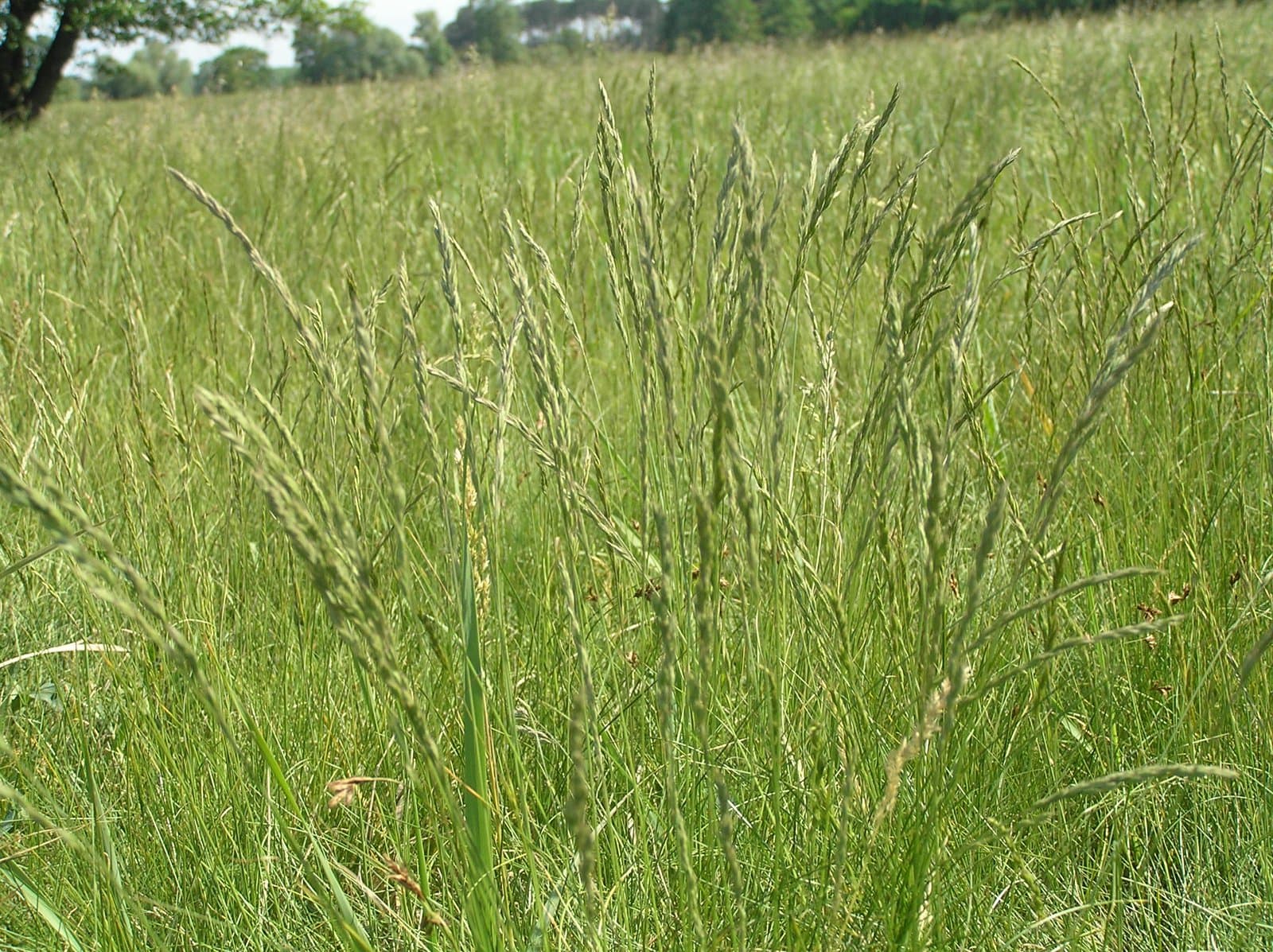 Festuca rupicola Heuff.