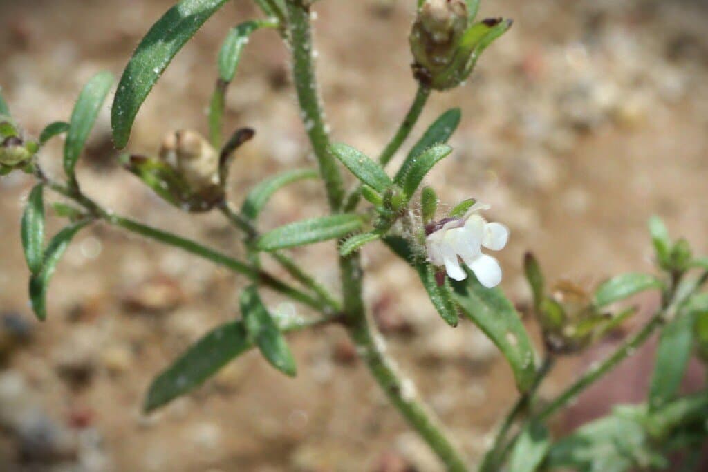 Chaenorhinum minus (L.) Lange