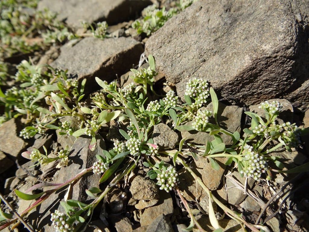 Corrigiola litoralis L.