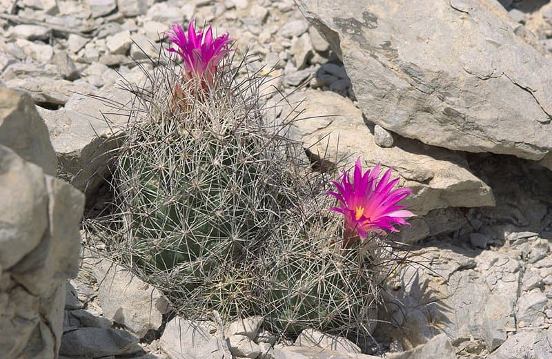 Coryphantha ramillosa Cutak