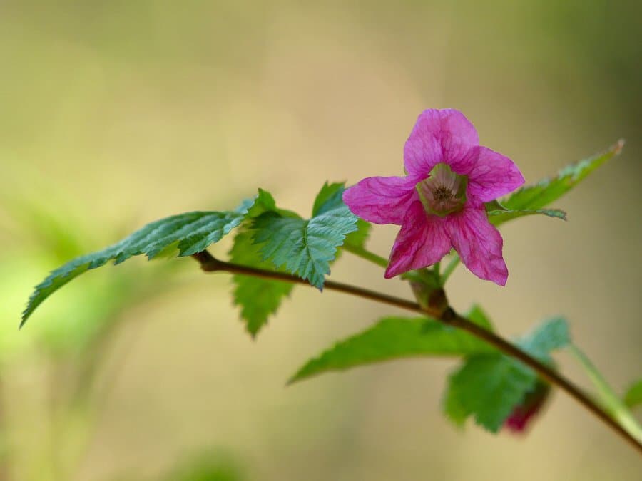Rubus spectabilis Pursh