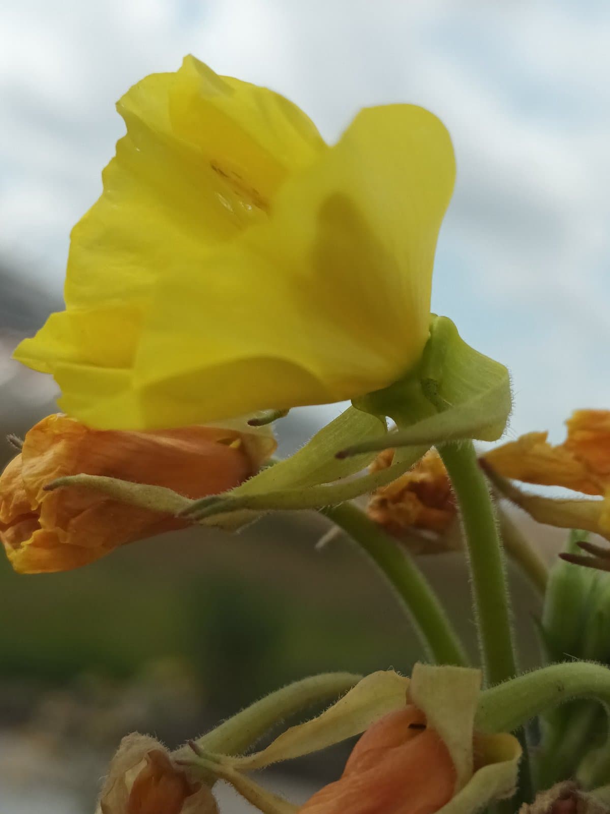 Oenothera ×casimiri Rostanski