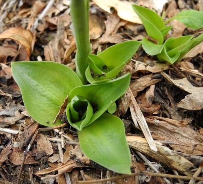 Spiranthes spiralis (L.) Chevall.