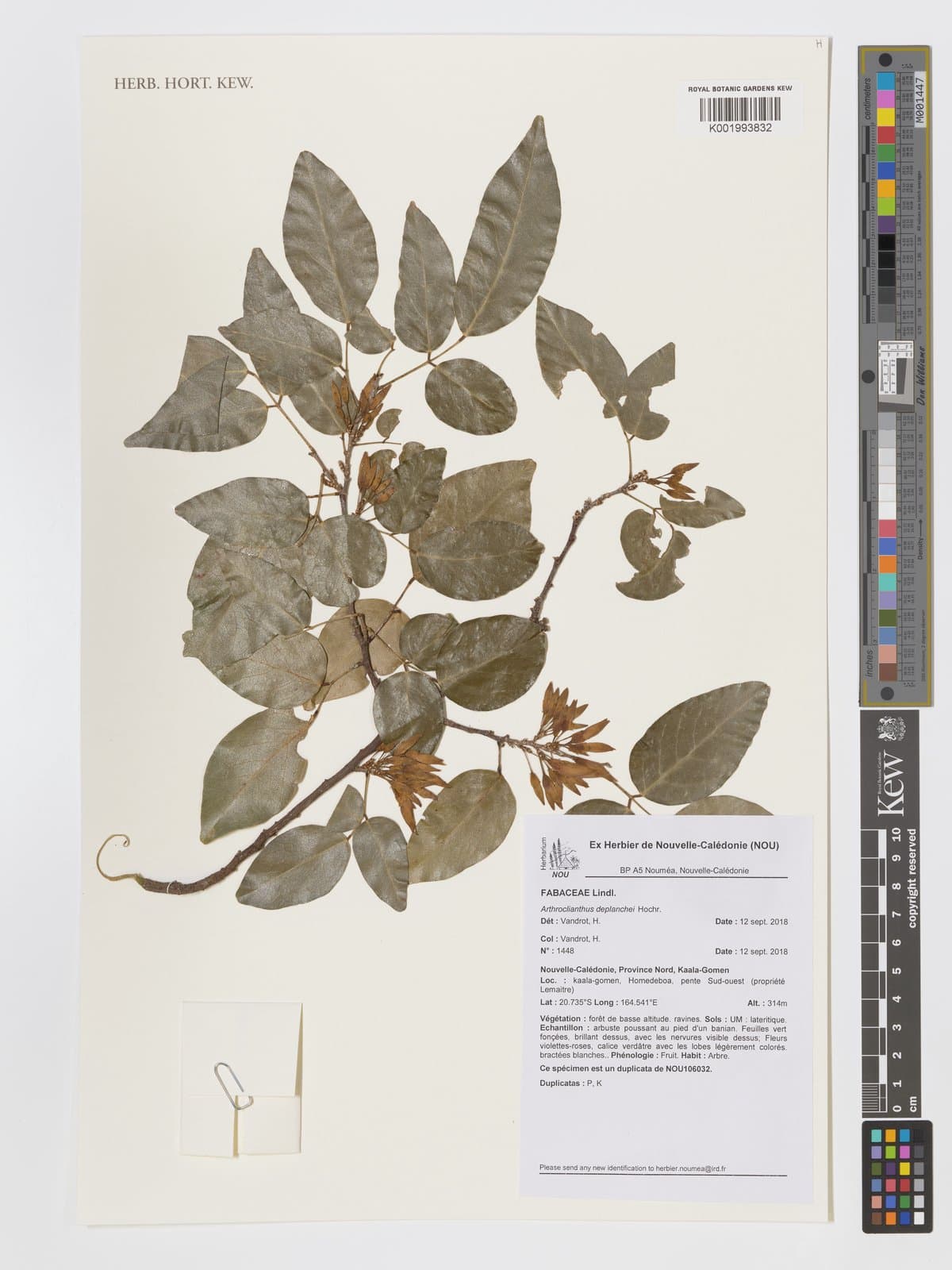 Arthroclianthus deplanchei Hochr.