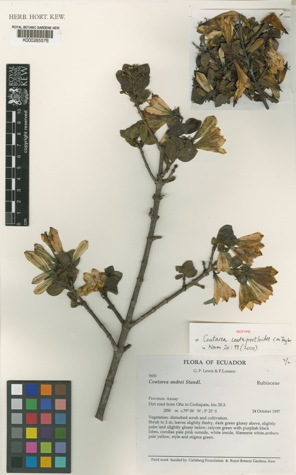 Coutareopsis coutaportloides (C.M.Taylor) Paudyal & Delprete