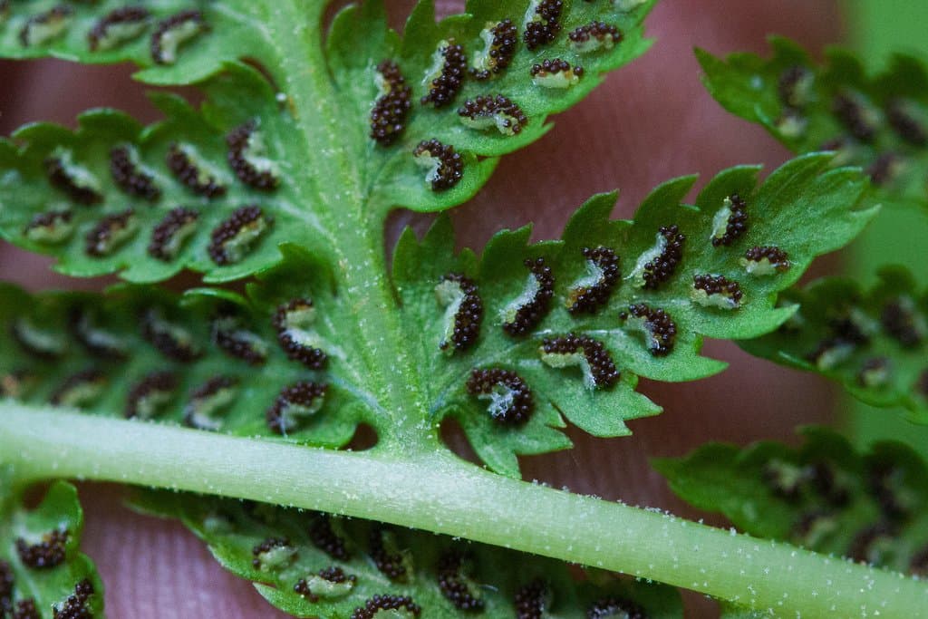Athyrium filix-femina (L.) Roth