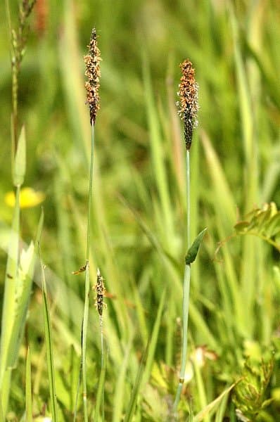 Alopecurus geniculatus L.