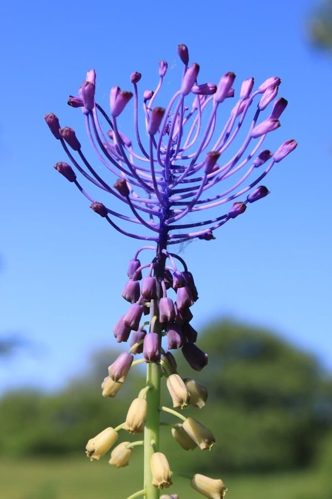 Muscari comosum (L.) Mill.