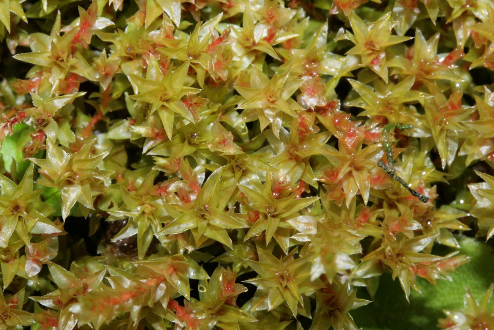 Bryum weigelii Spreng.