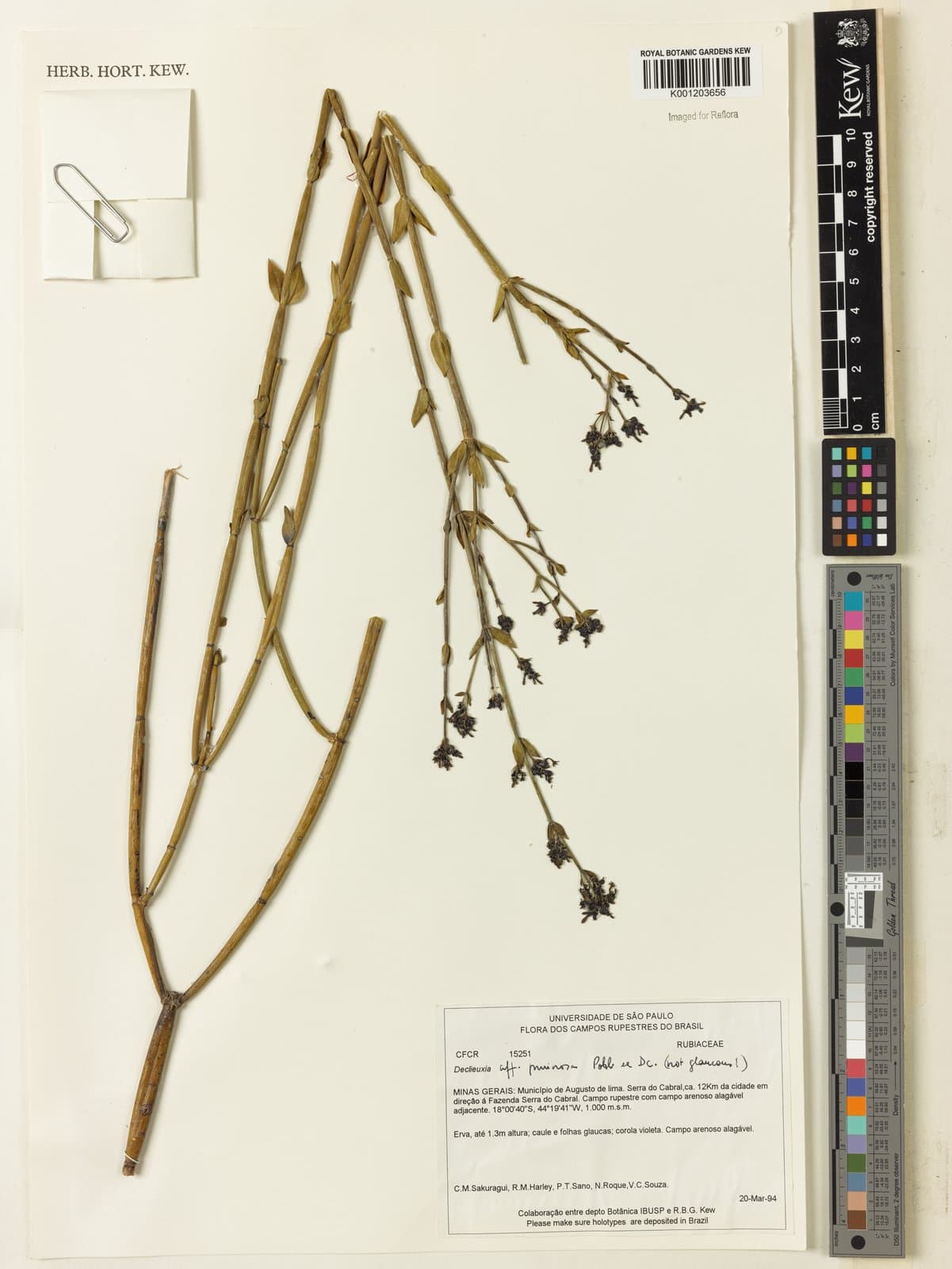 Declieuxia pruinosa Pohl ex DC.