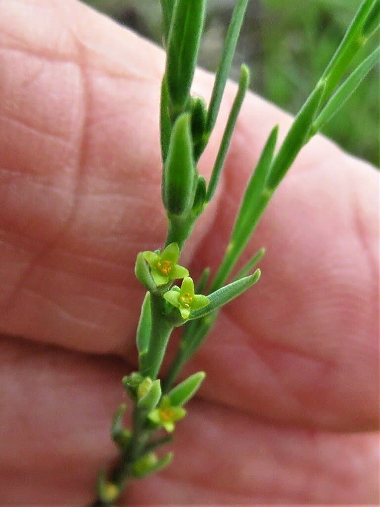 Thymelaea passerina (L.) Coss. & Germ.