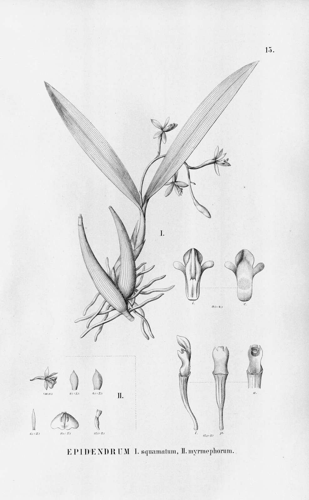 Prosthechea megahybos (Schltr.) Dodson & Hágsater