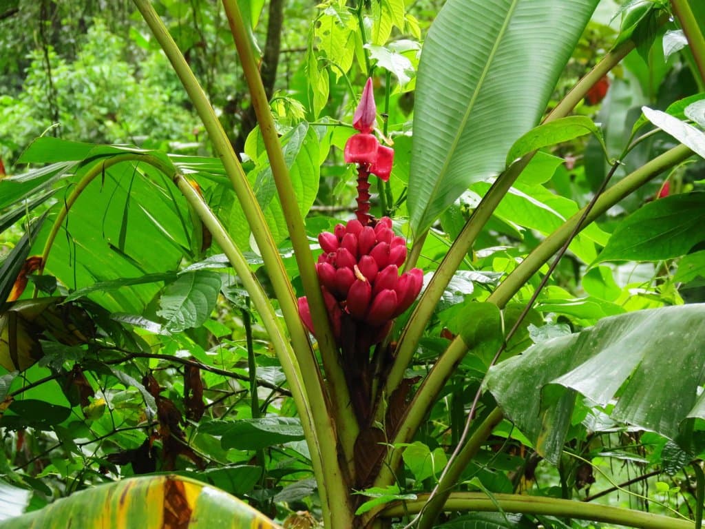 Musa velutina H.Wendl. & Drude
