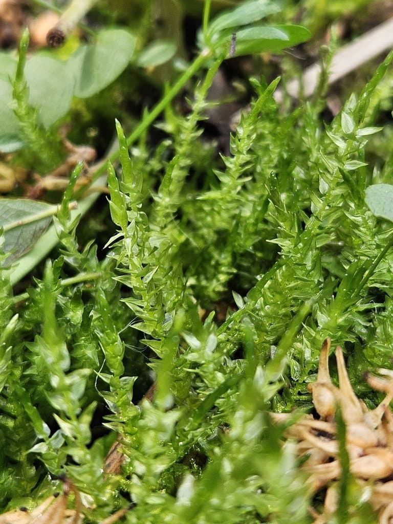 Calliergon cordifolium (Hedw.) Kindb.