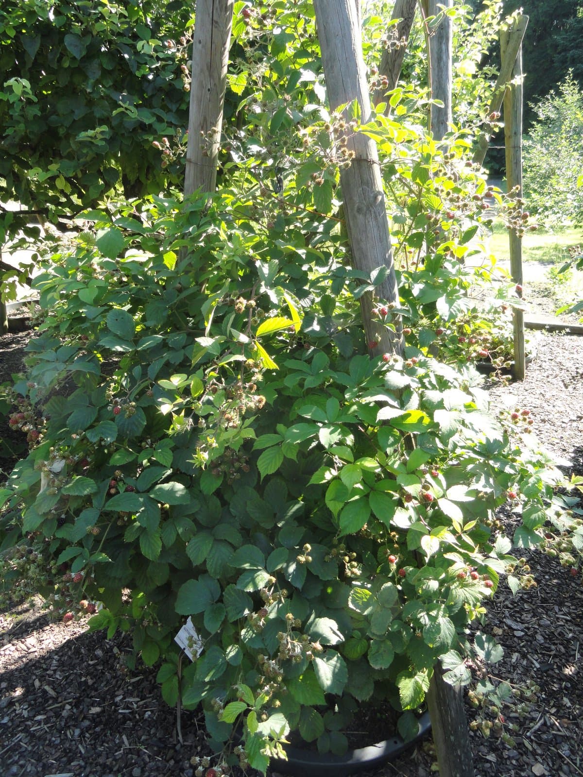 Rubus schlechtendalii Weihe ex Link