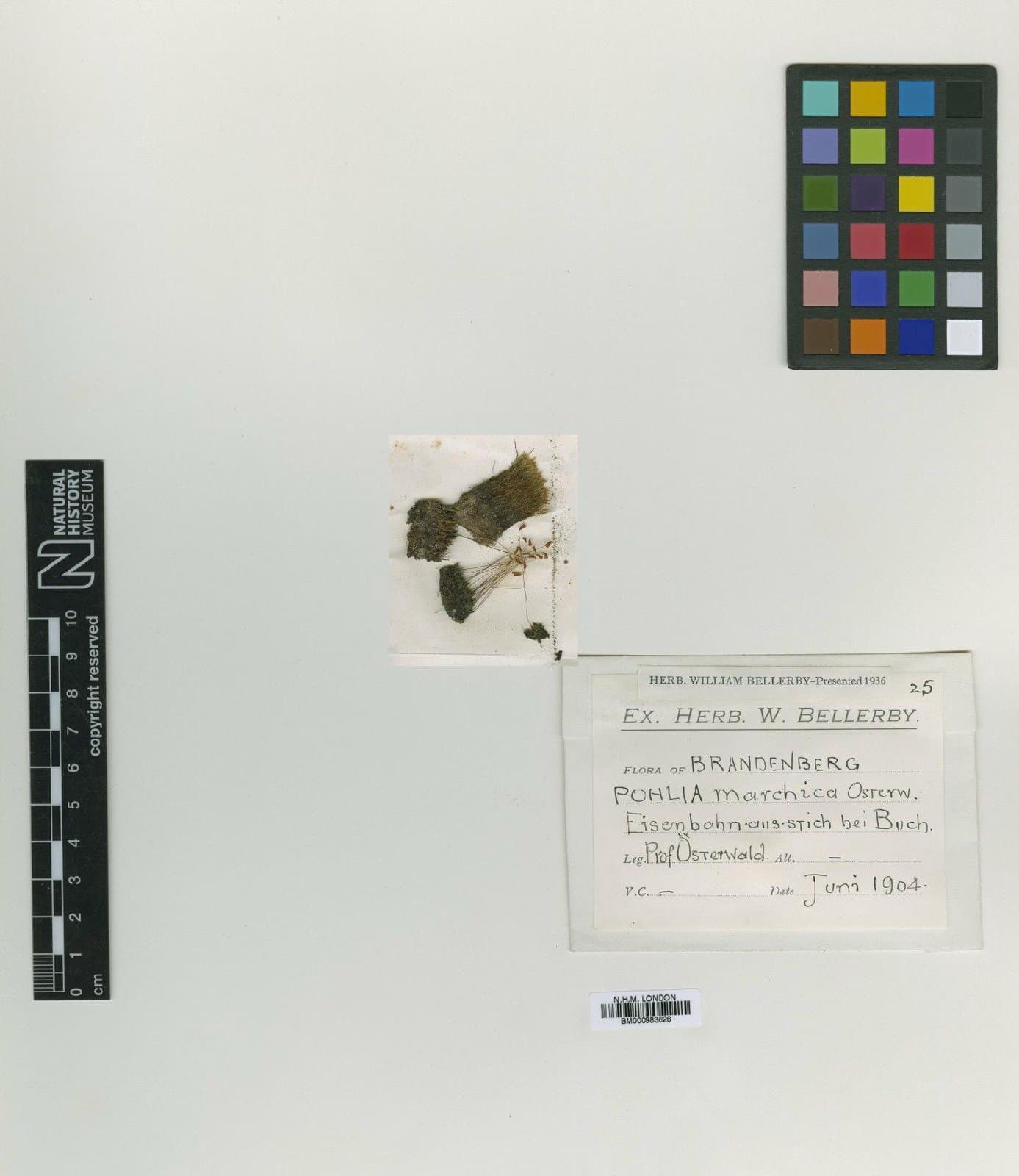 Pohlia marchica Osterwald