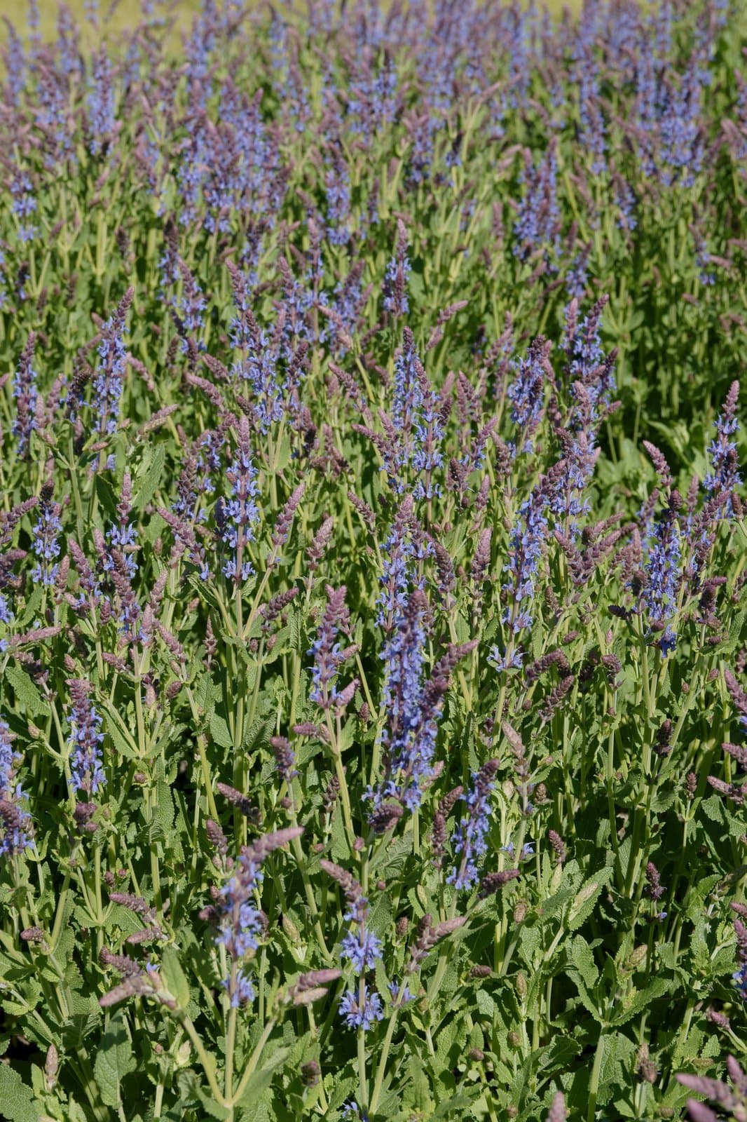 Salvia ×sylvestris L.
