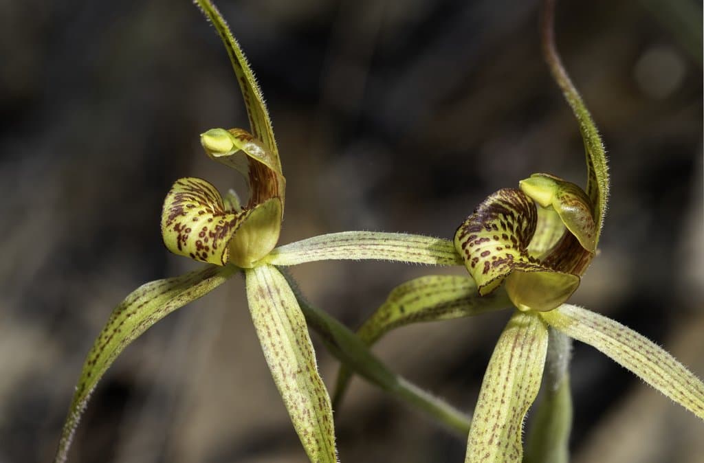 Caladenia audasii R.S.Rogers