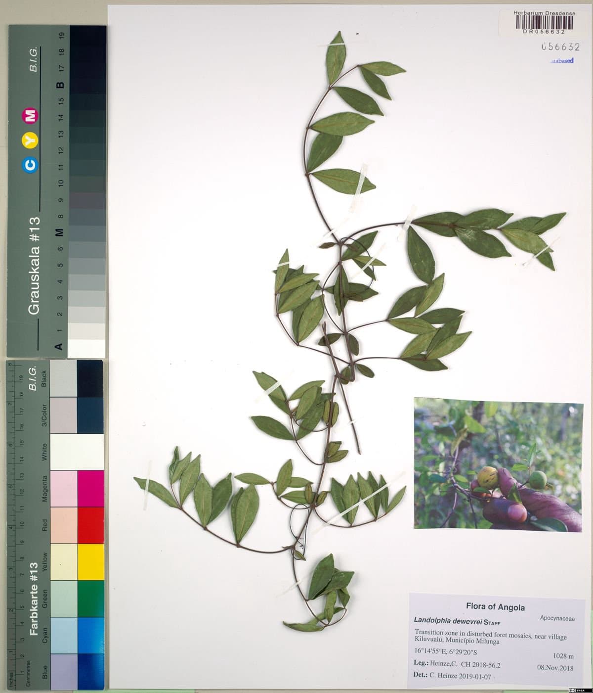 Landolphia dewevrei Stapf