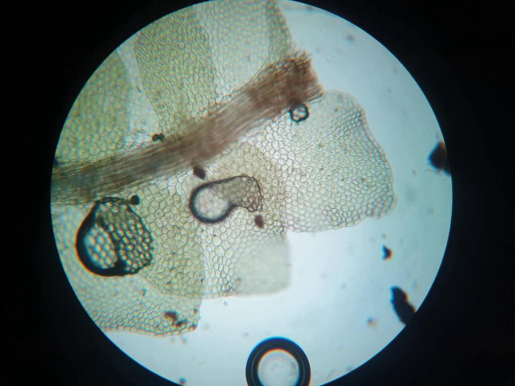 Calypogeia neesiana (C.Massal. & Carestia) Müll.Frib.