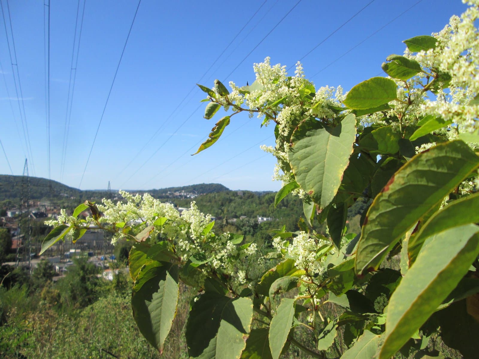 Reynoutria ×bohemica Chrtek & Chrtková