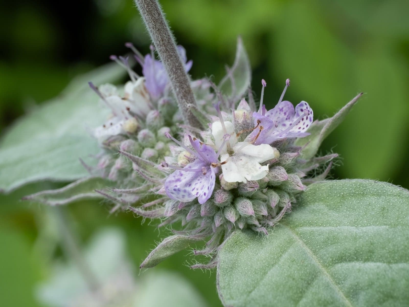 Pycnanthemum incanum (L.) Michx.