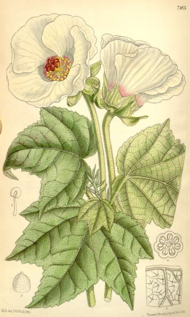 Hibiscus indicus (Burm.fil.) Hochr.
