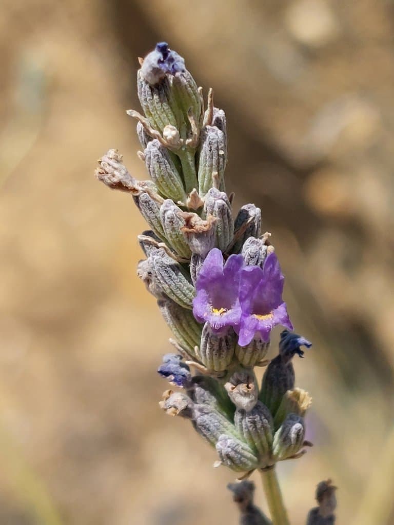 Lavandula latifolia Medik.