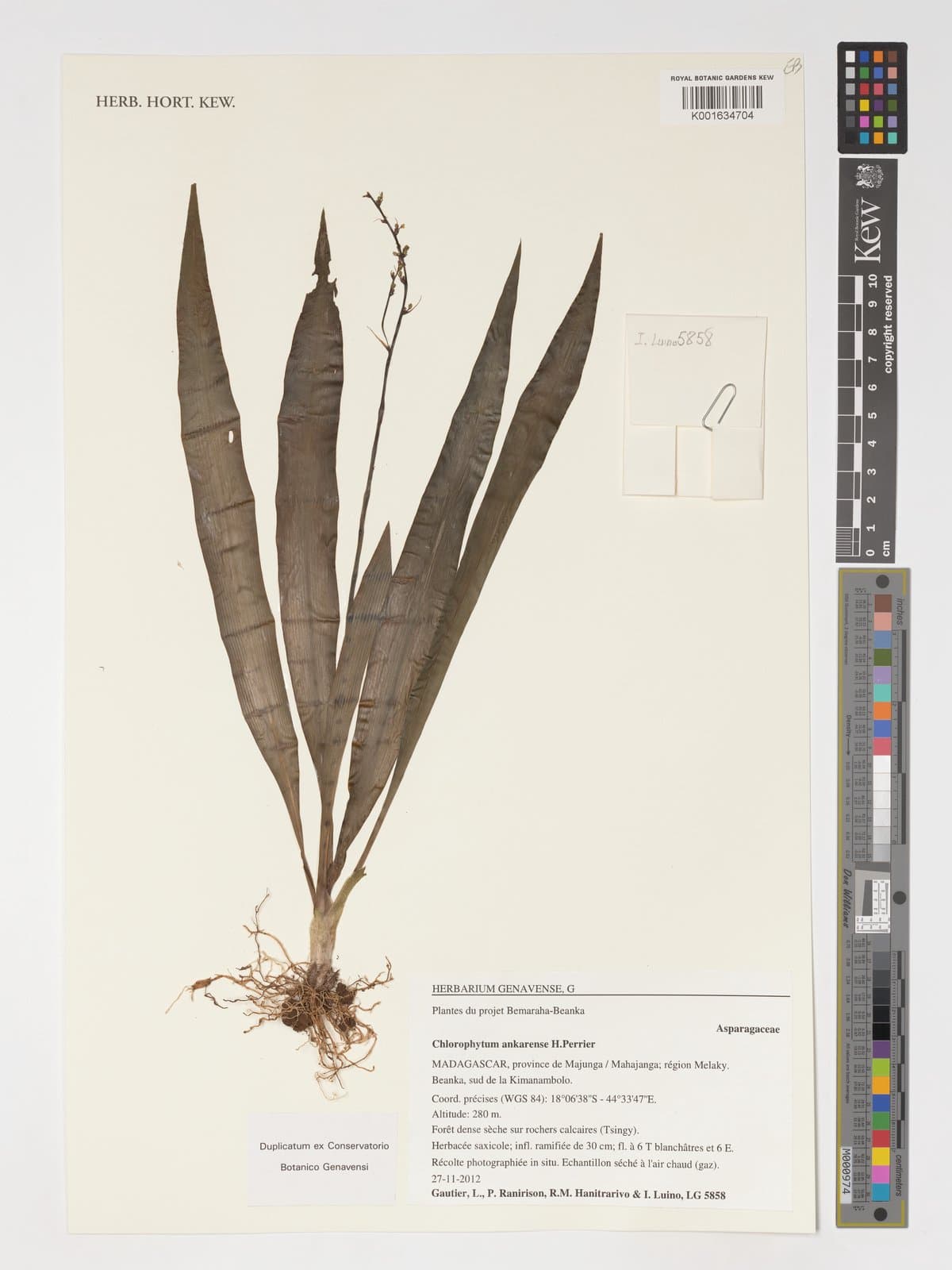 Chlorophytum ankarense H.Perrier