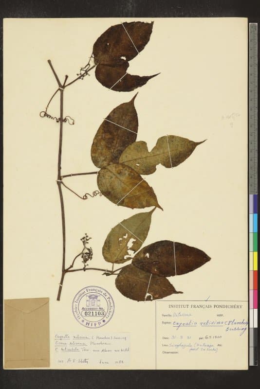 Cayratia reticulata (M.A.Lawson) Mabb.