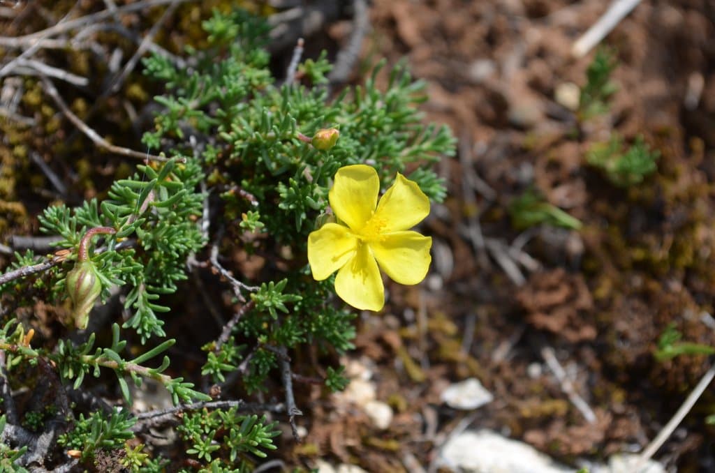 Fumana procumbens (Dunal) Gren. & Godr.