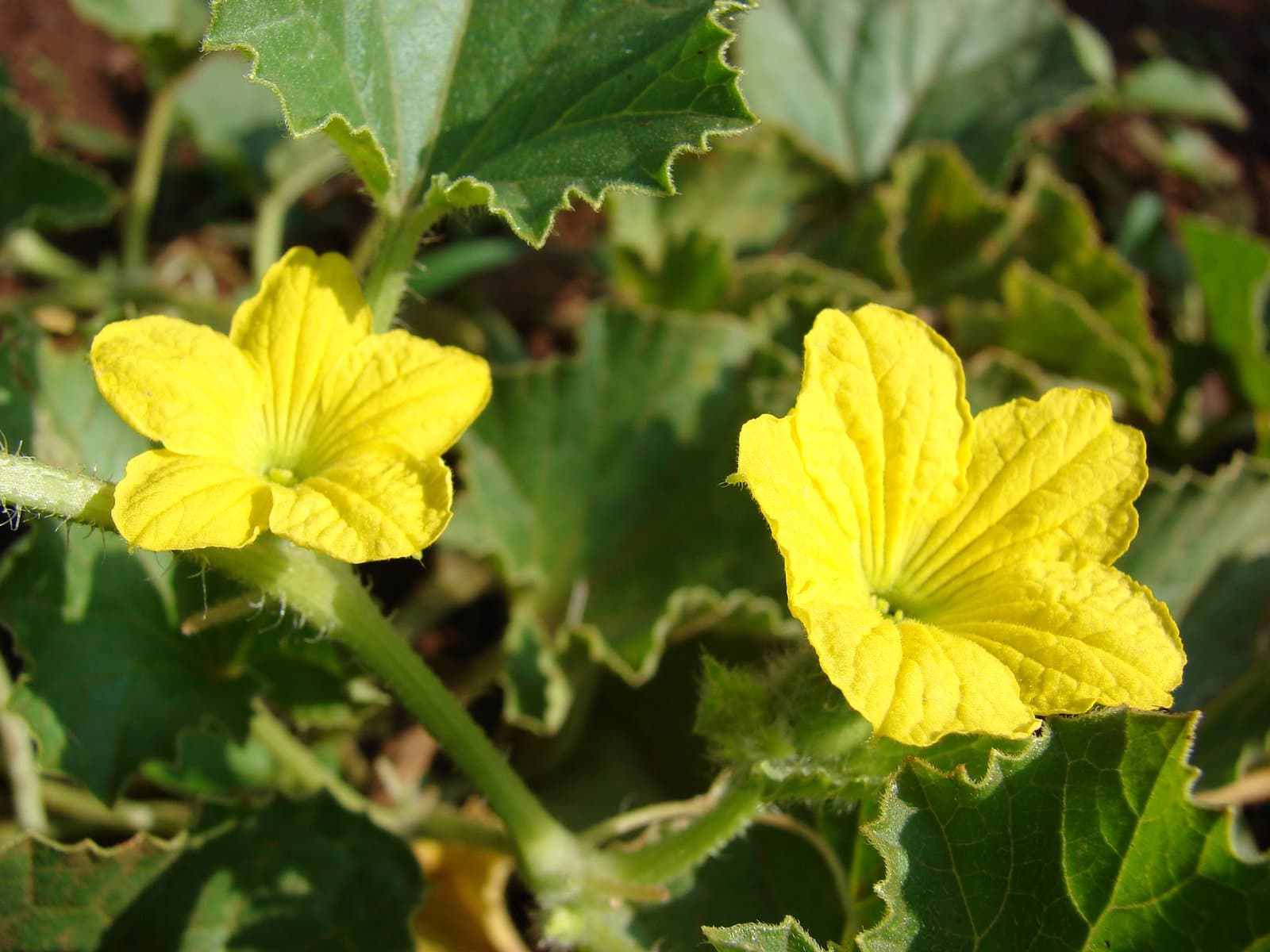 Cucumis melo L.