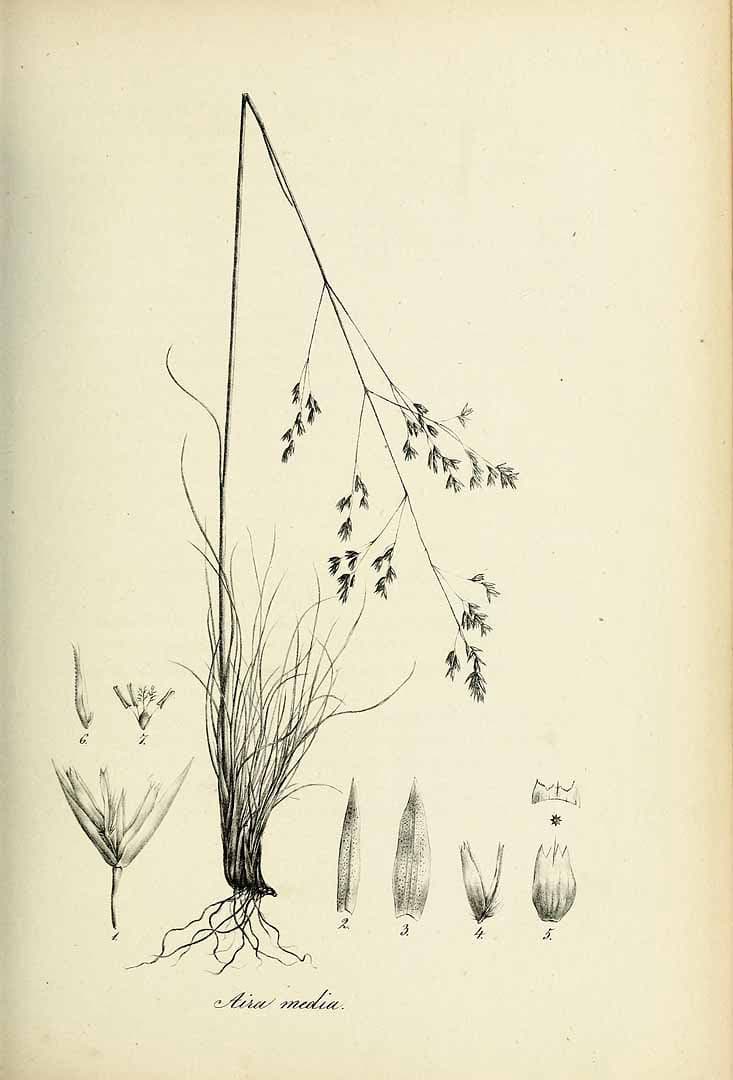 Deschampsia media (Gouan) Roem. & Schult.