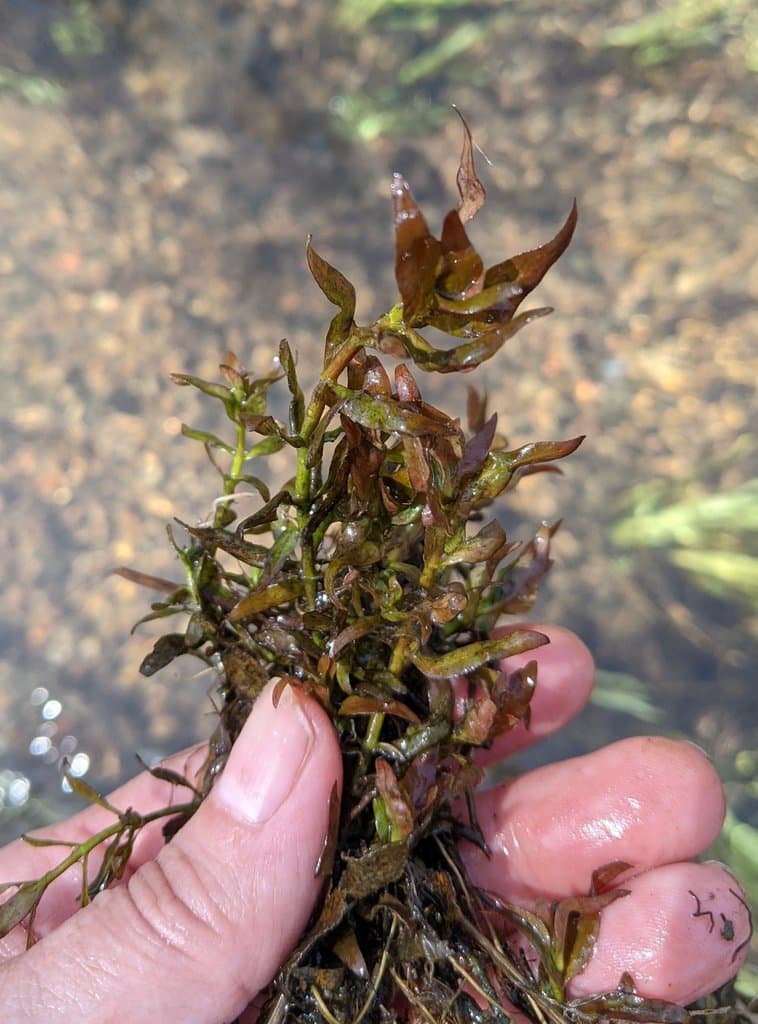 Ludwigia palustris (L.) Elliott