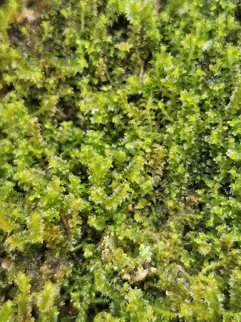 Lophozia ventricosa (Dicks.) Dumort.