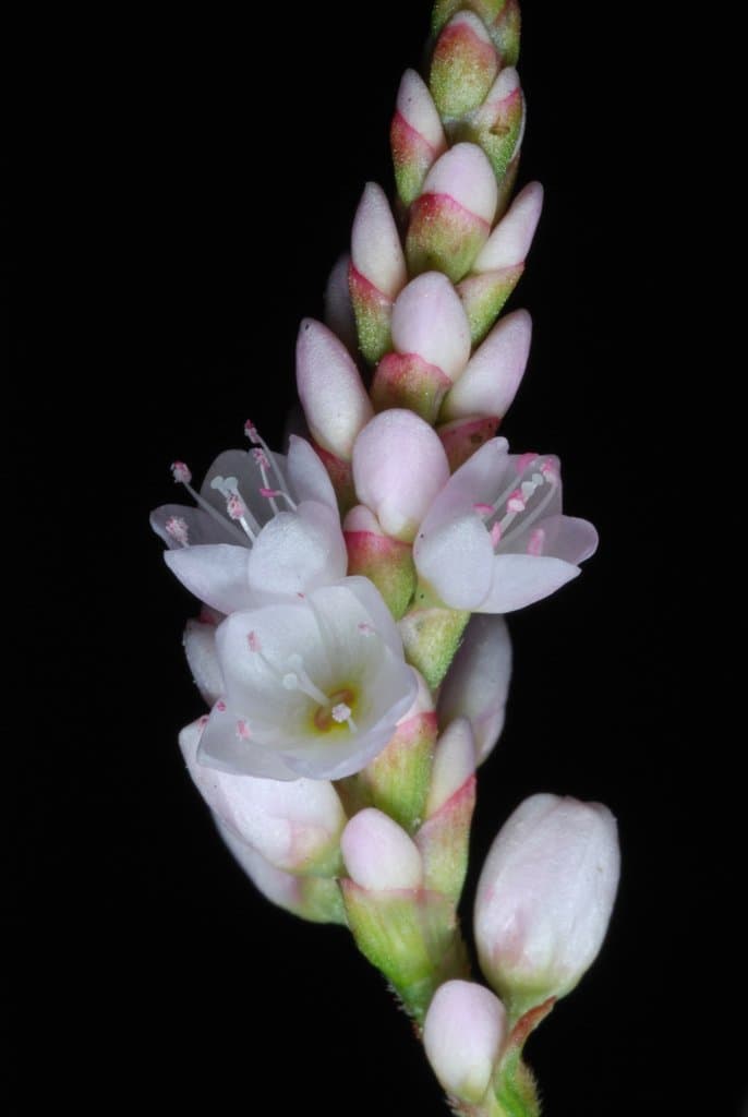 Persicaria pensylvanica (L.) M.Gómez