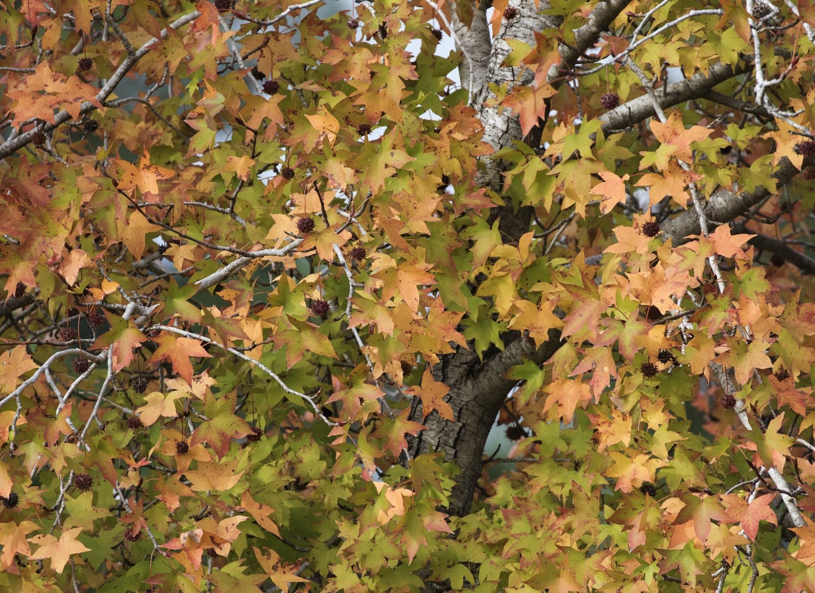 Liquidambar orientalis Mill.