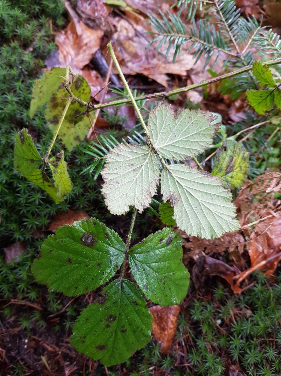 Rubus fasciculatus P.J.Müll.