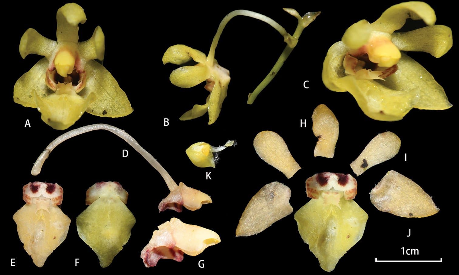 Phalaenopsis medogensis X.H.Jin & C.B.Ma, 2022