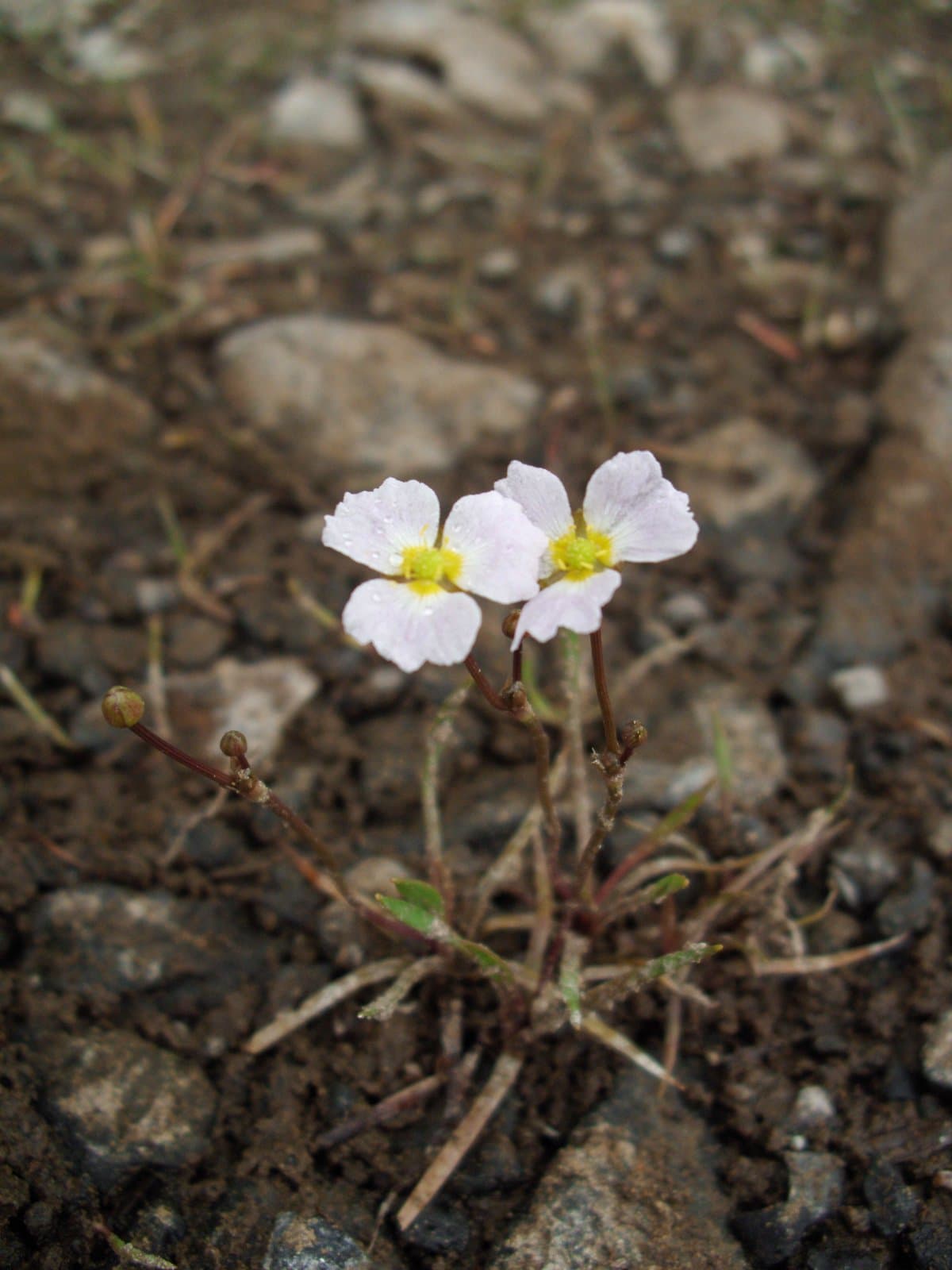 Baldellia ranunculoides (L.) Parl.