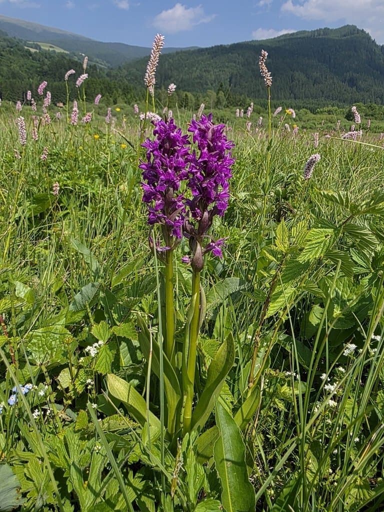 Dactylorhiza ×aschersoniana (Hausskn.) Borsos & Soó