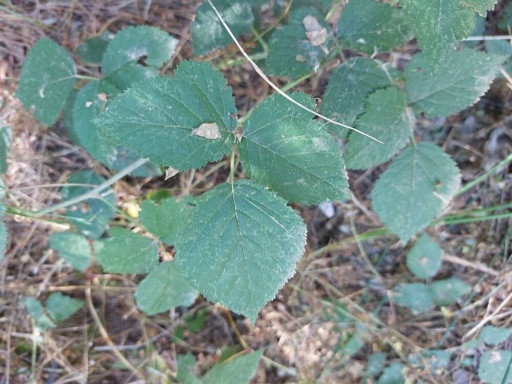 Rubus foliosus Weihe