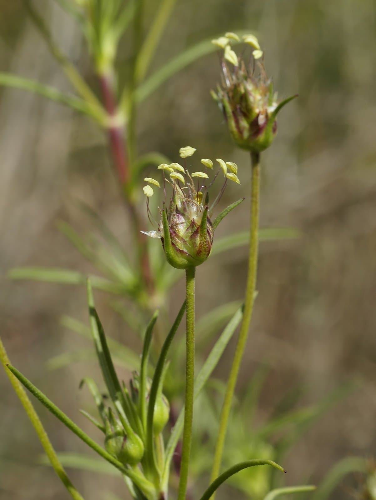 Plantago sempervirens Crantz