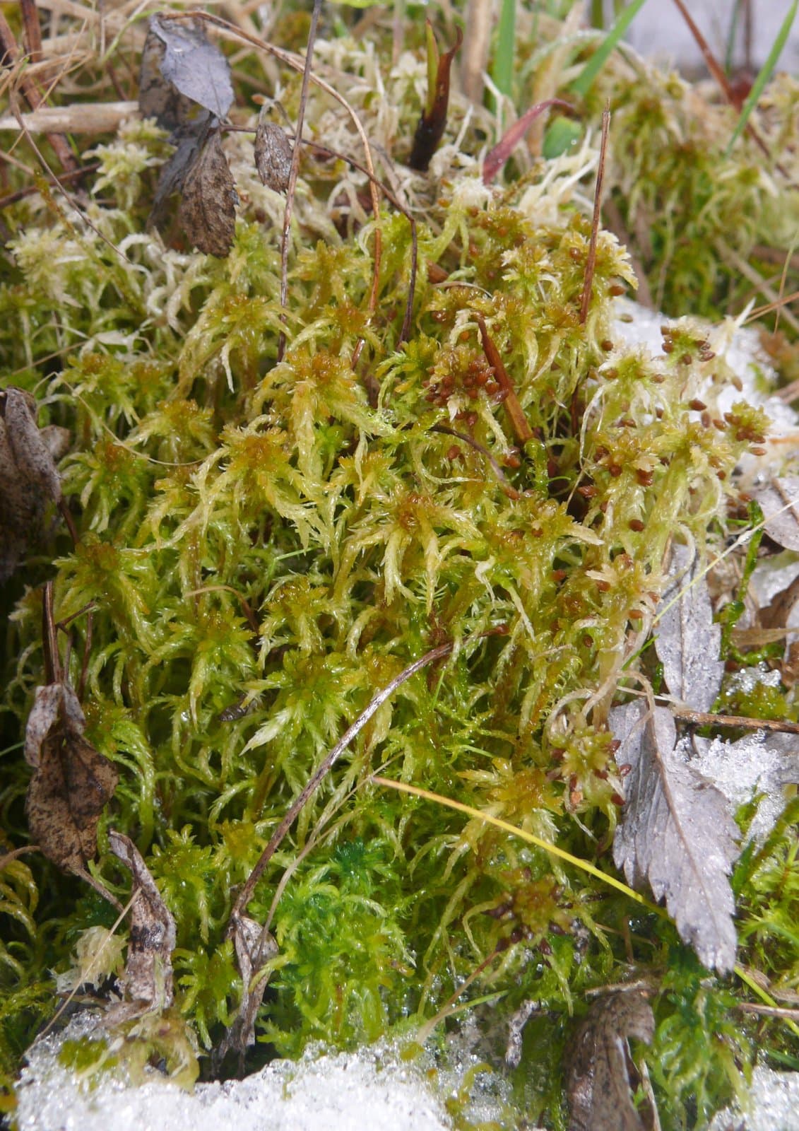 Sphagnum subsecundum Nees