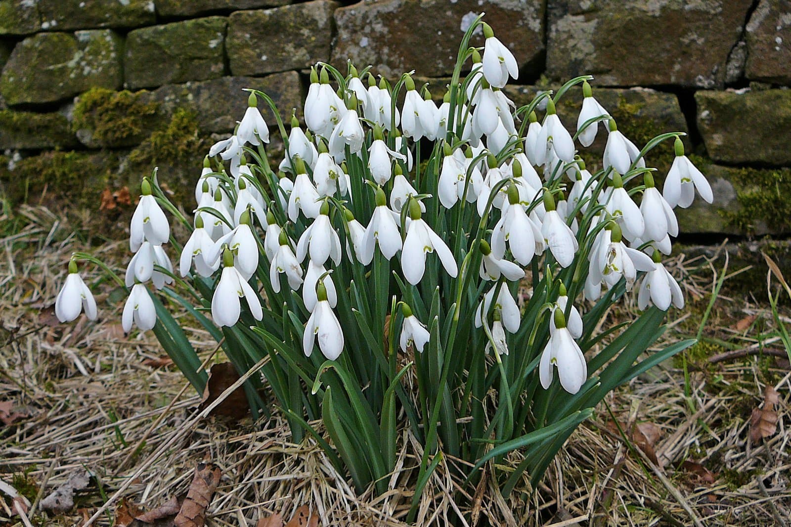 Galanthus nivalis L.
