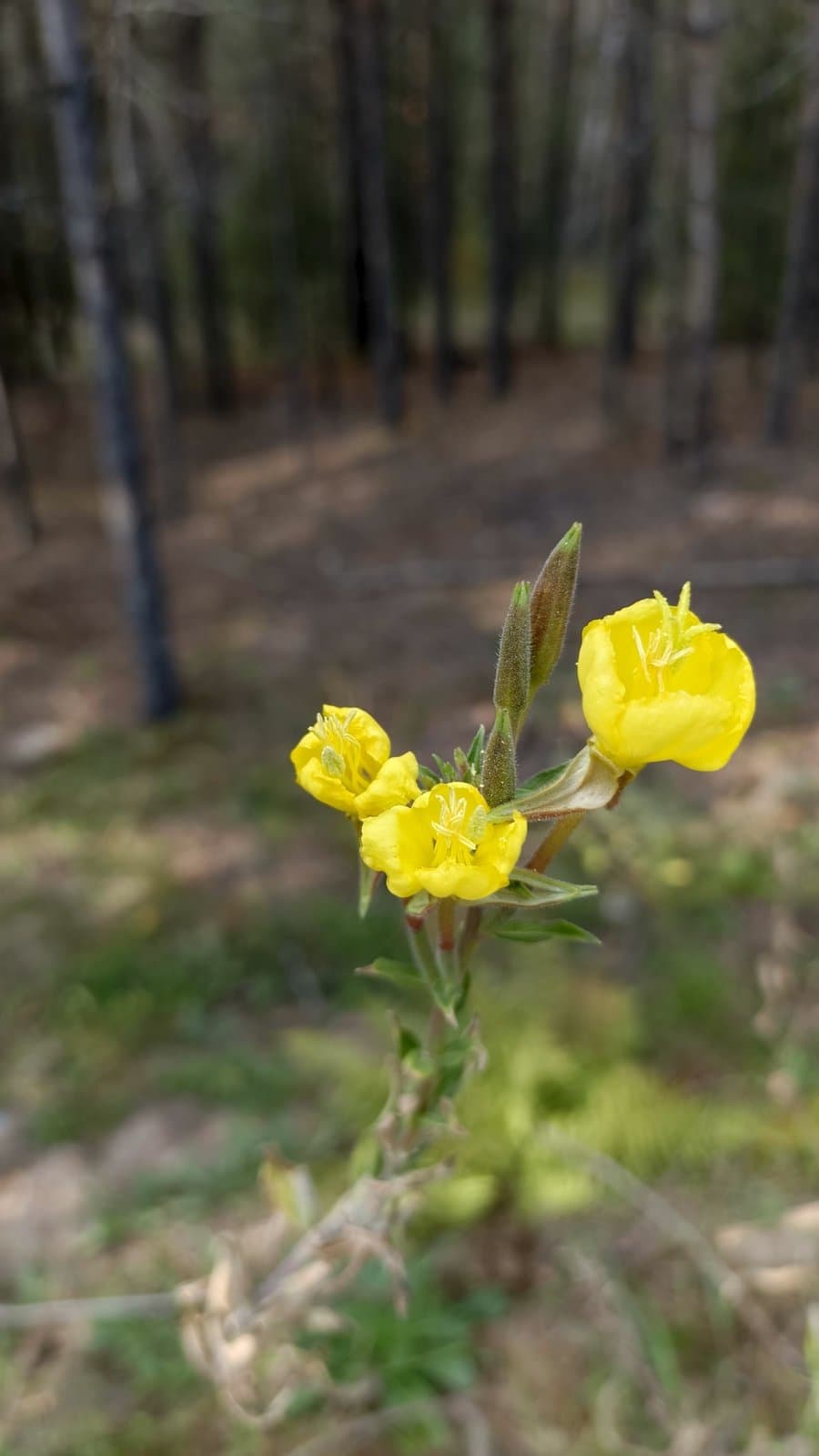 Oenothera ×coloratissima Hudziok