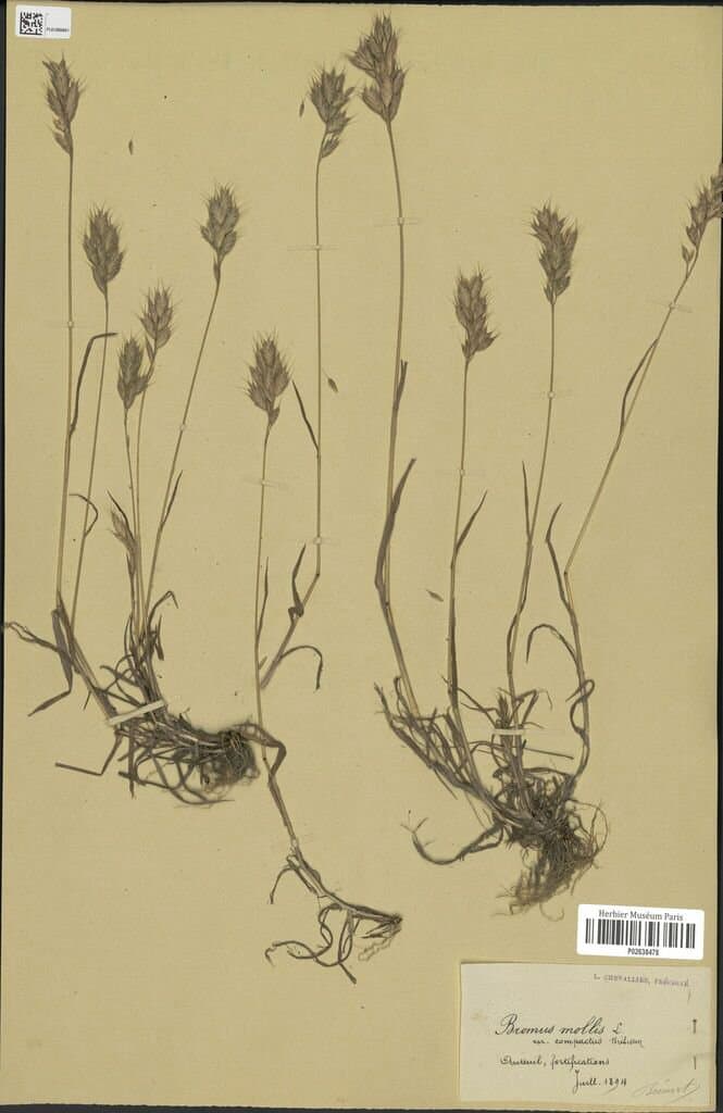 Bromus lepidus Holmb.