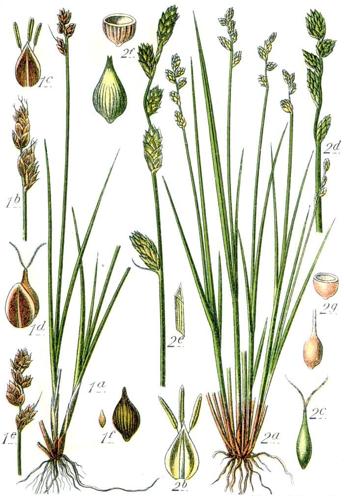 Carex heleonastes Ehrh. ex L.f.