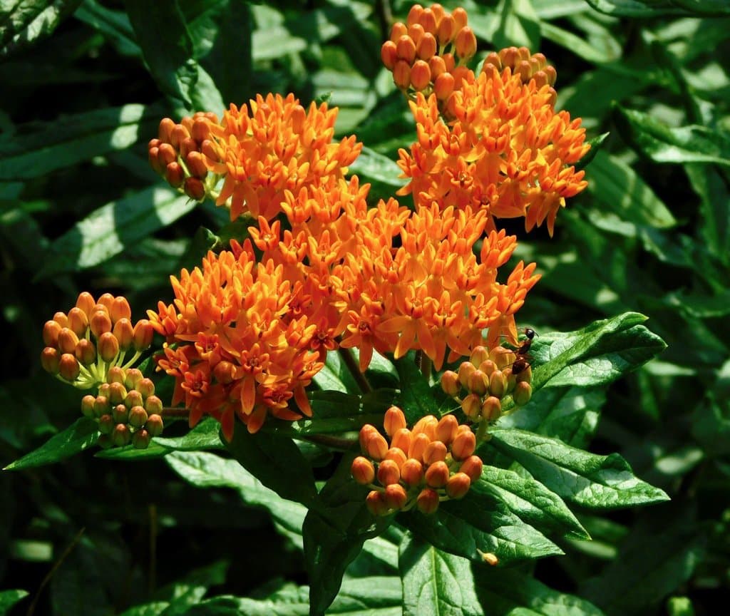 Asclepias tuberosa L.